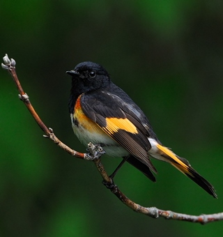 Male