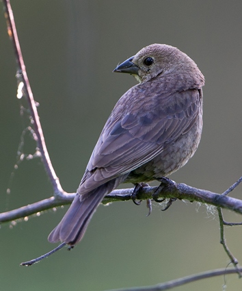 Female