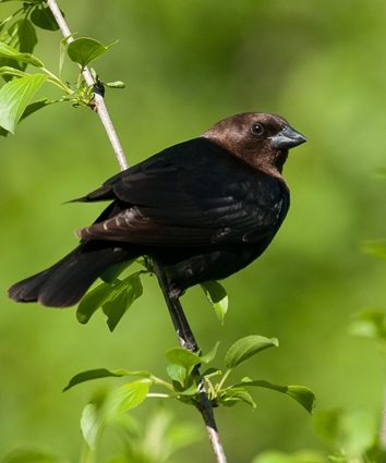 Male